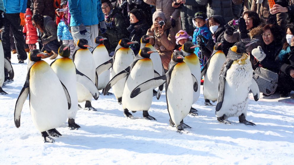 PHOTO: Crowds of people watch the hugely popular Penguin Walk at Asahiyama Zoo in Asahikawa, Japan. 