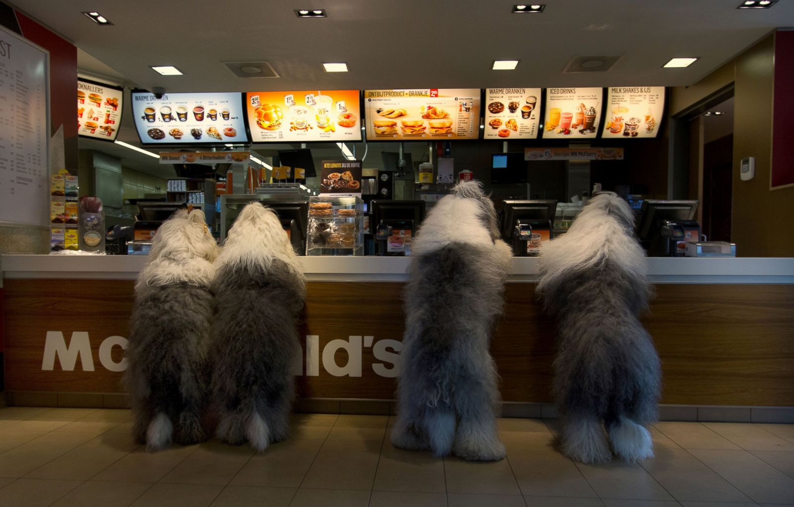 can dogs have mcdonalds