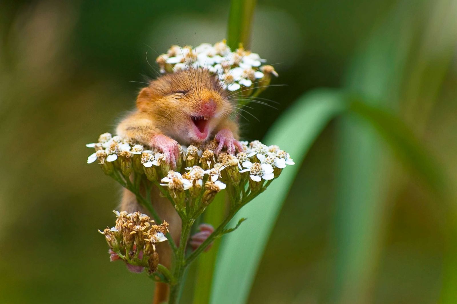 The funniest animals from the 2017 Comedy Wildlife Photography ...