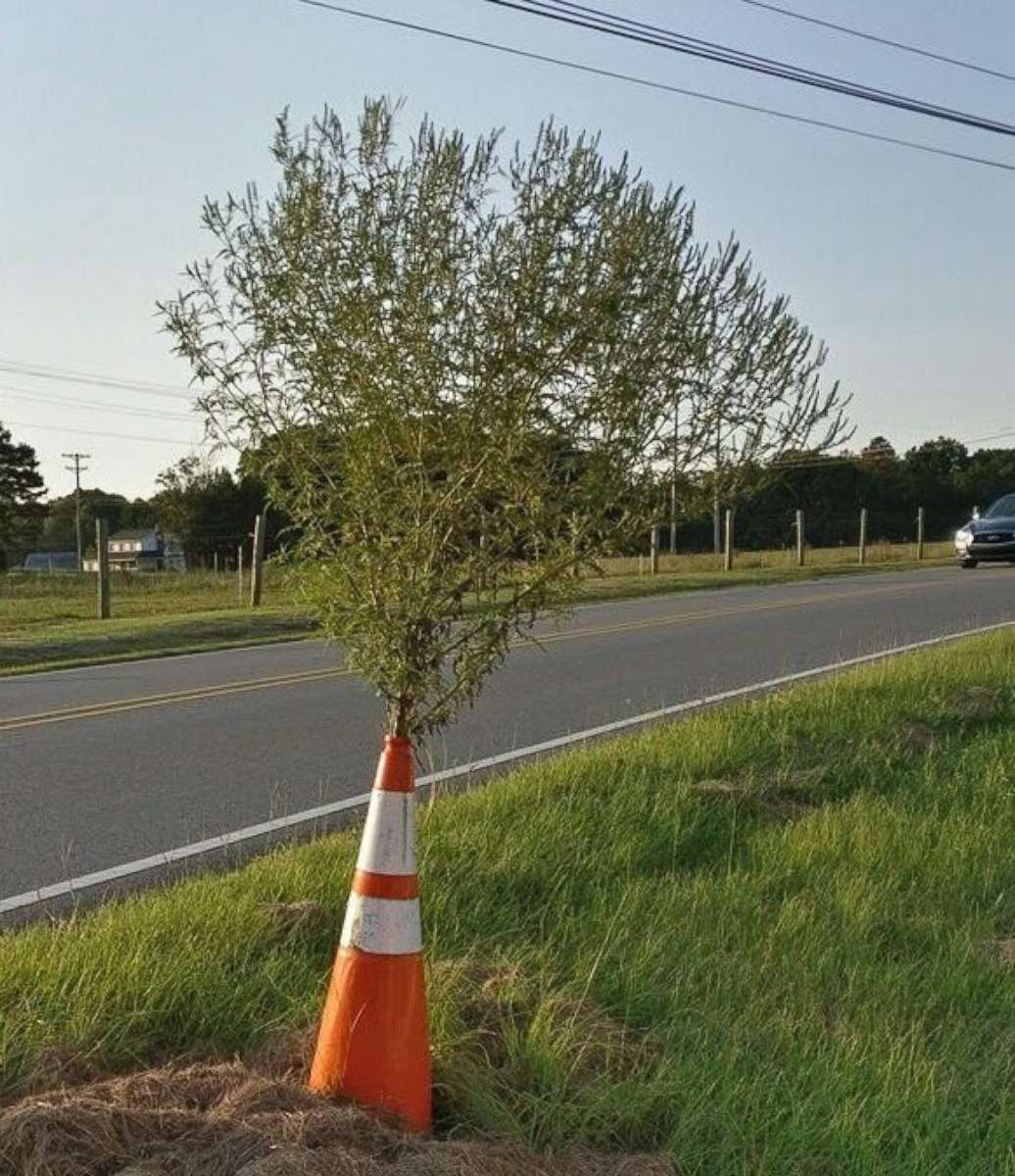 PHOTO: "Cone Weed" has become a sensation in Huntersville, North Carolina after someone anonymously decorated it for the holidays.