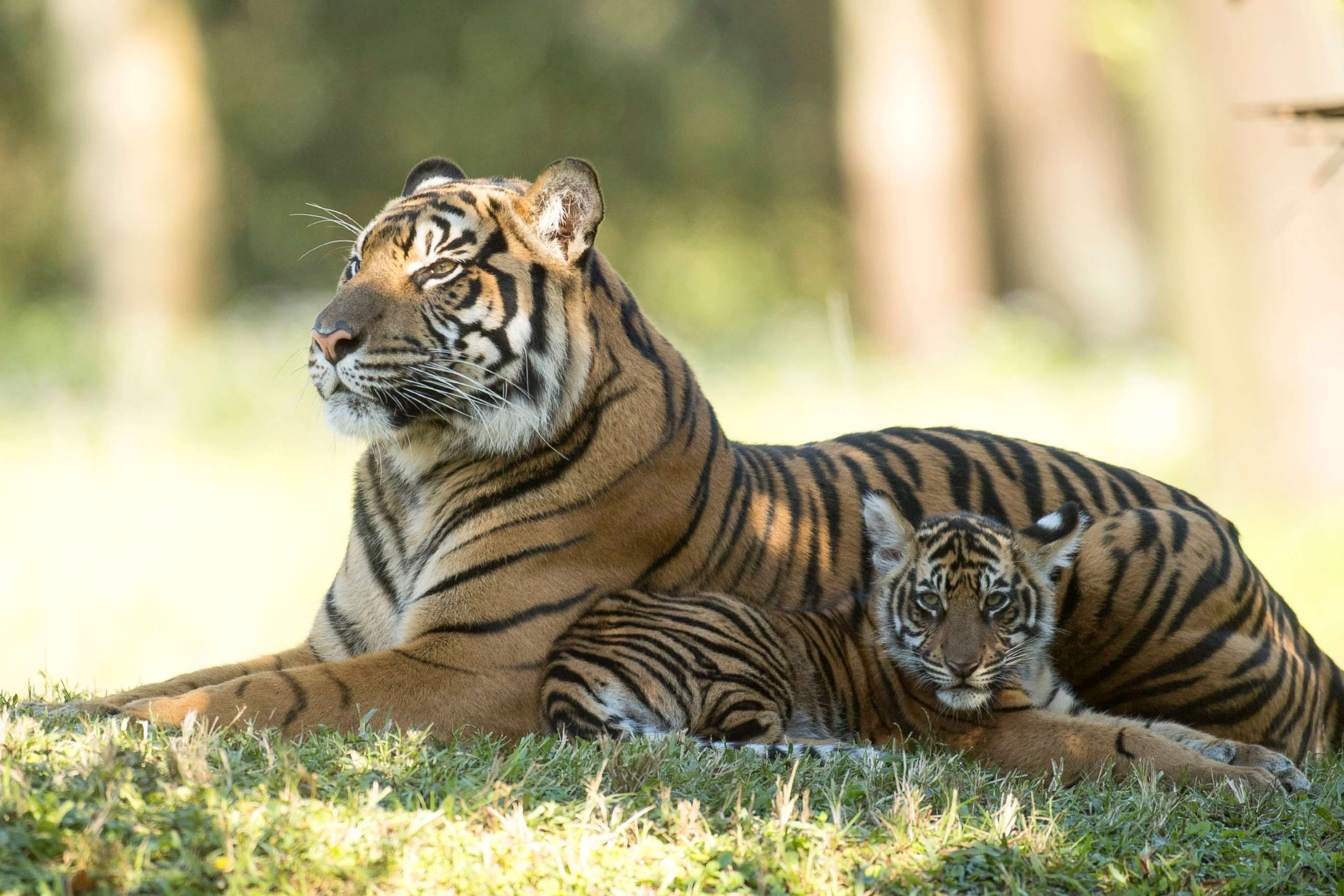 animal tigers cubs