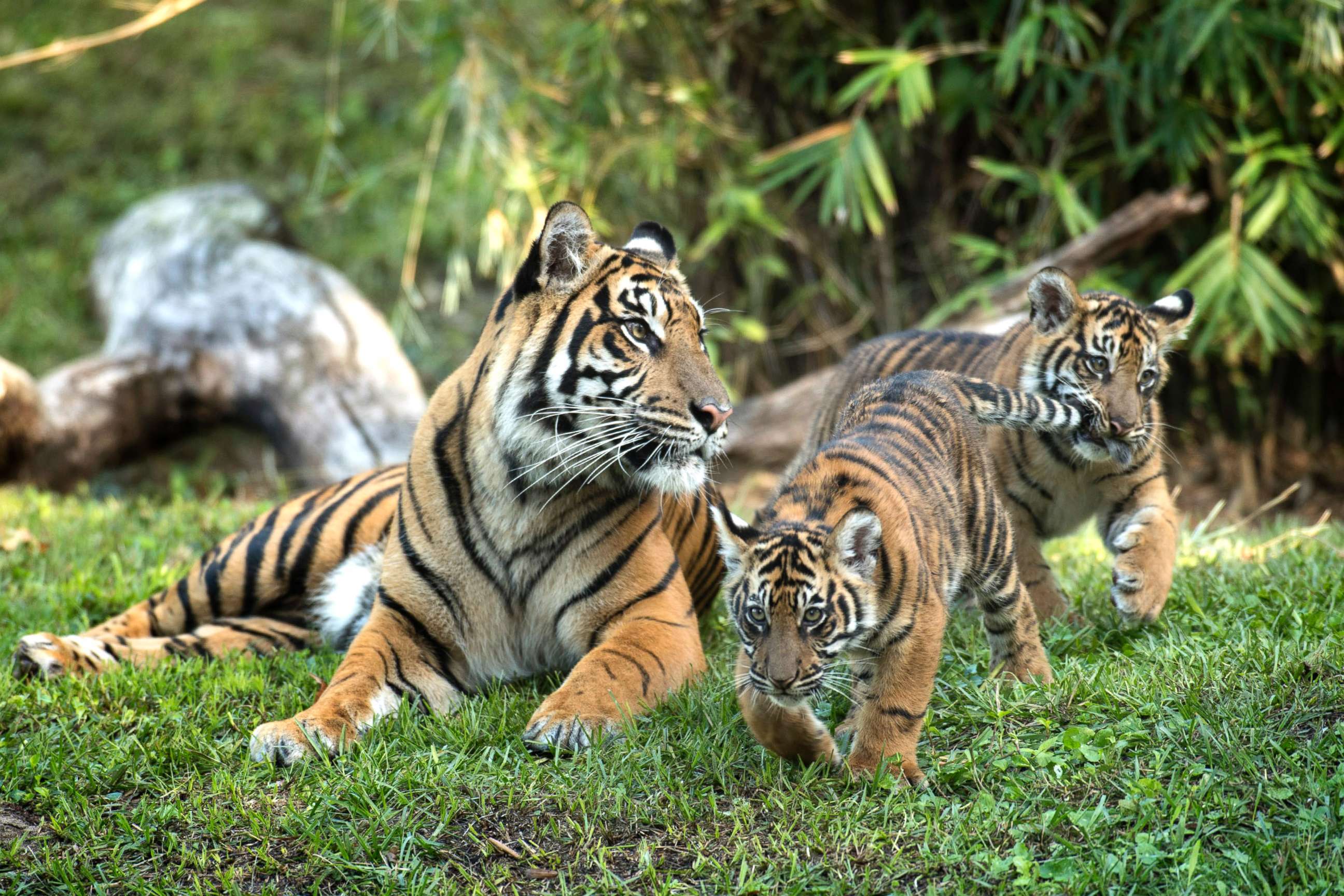 PHOTO: Jeda and Anala are the first tigers ever born at Walt Disney World's Animal Kingdom.