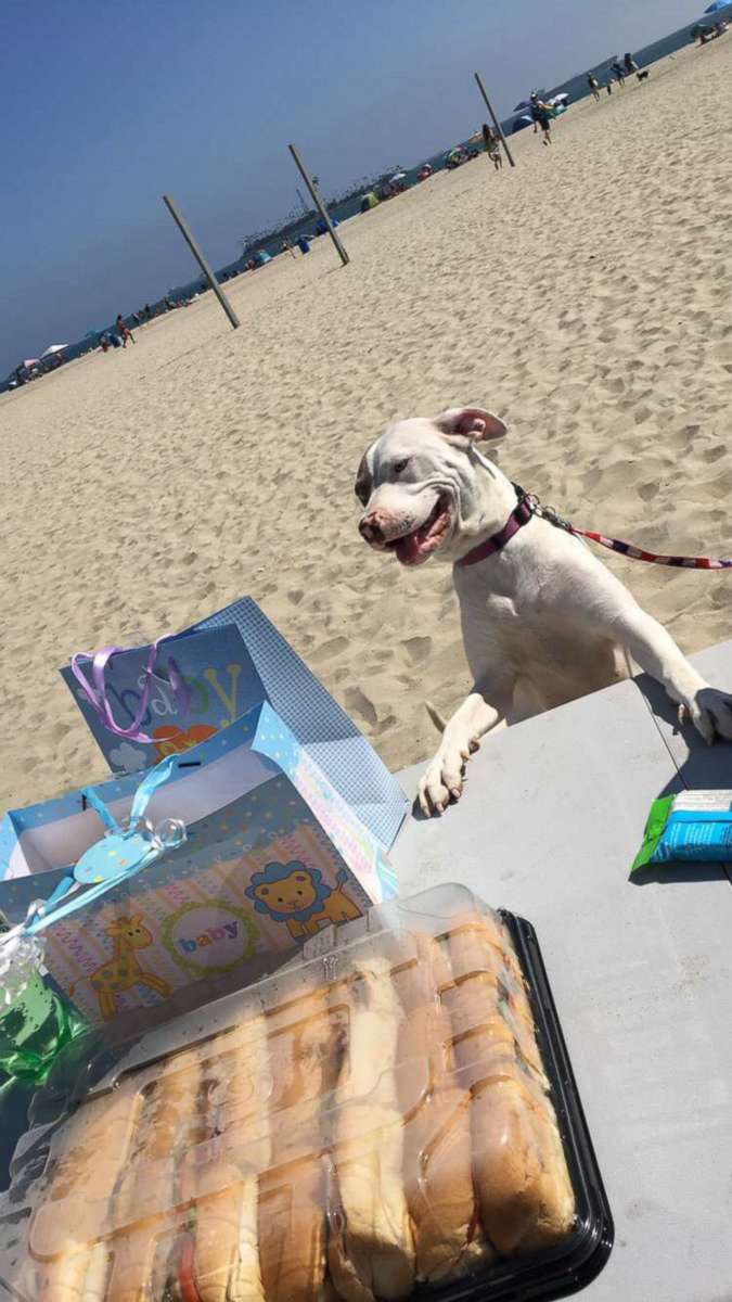 PHOTO: Gisselle Orozco and her family threw expecting pit bull, Winter, a baby shower at Rosie's Dog Beach in Long Beach, Calif., Aug. 12, 2017.