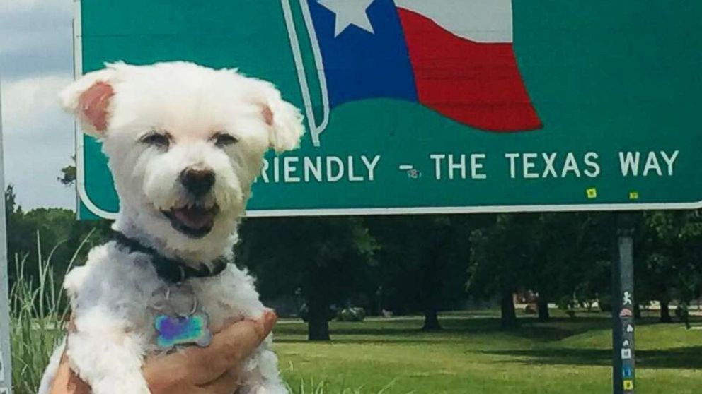 PHOTO: Bentley, a 12-year-old Maltese, poses in a photo at the Texas state line.