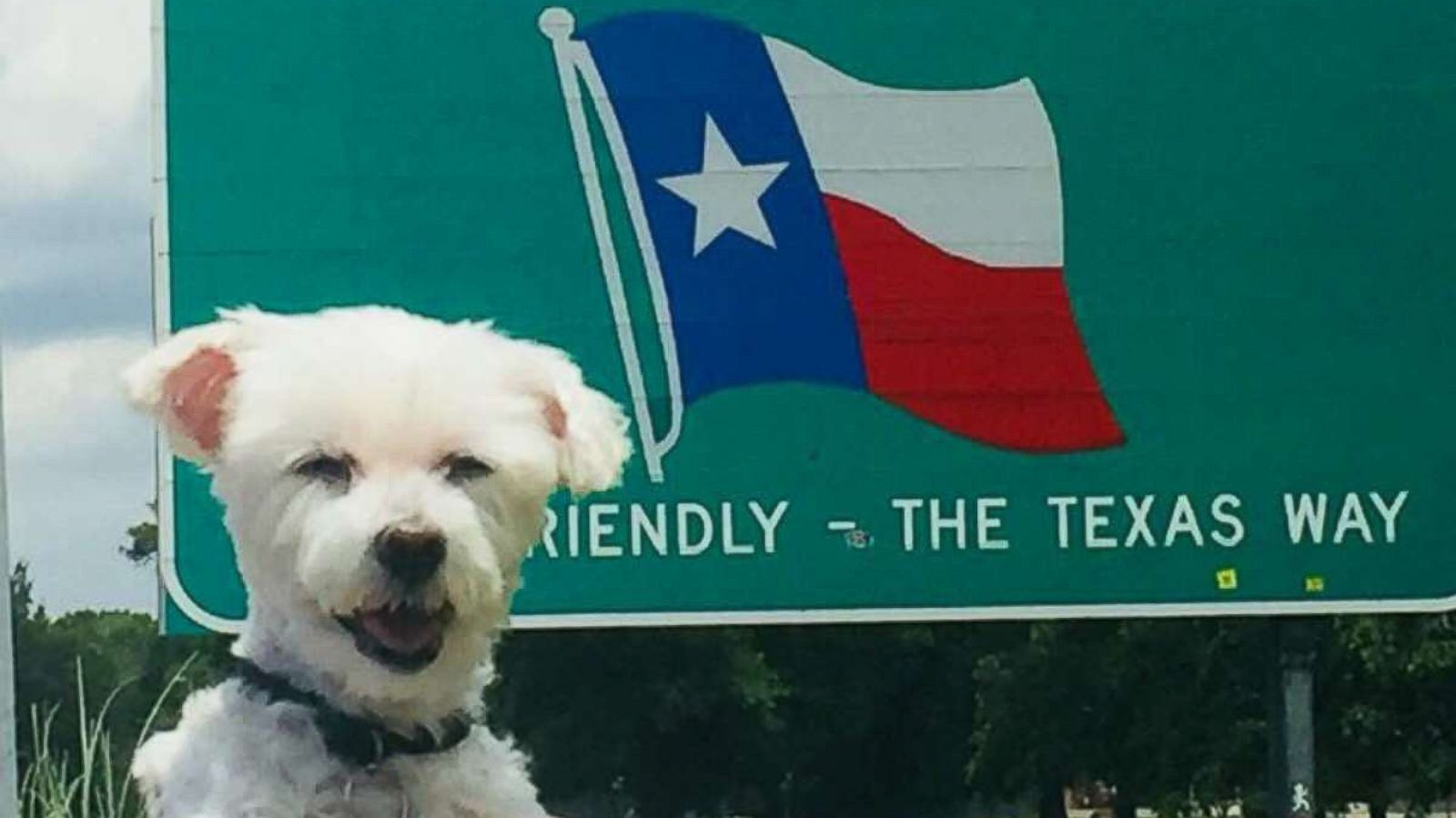 PHOTO: Bentley, a 12-year-old Maltese, poses in a photo at the Texas state line.