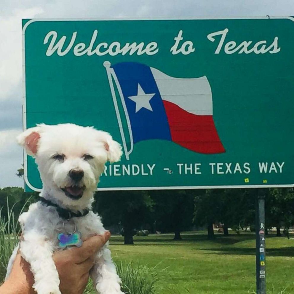 VIDEO: This dog lived his best life on a road trip and OMG we're in love