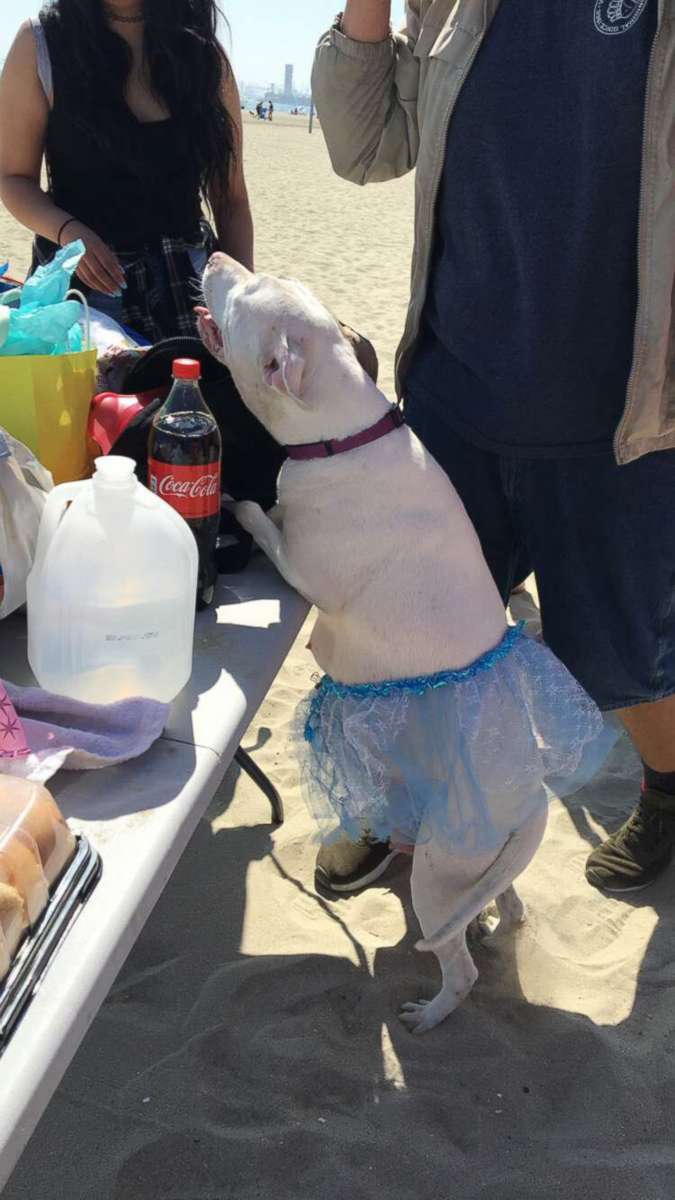 PHOTO: Gisselle Orozco and her family threw expecting pit bull, Winter, a baby shower at Rosie's Dog Beach in Long Beach, Calif., Aug. 12, 2017.