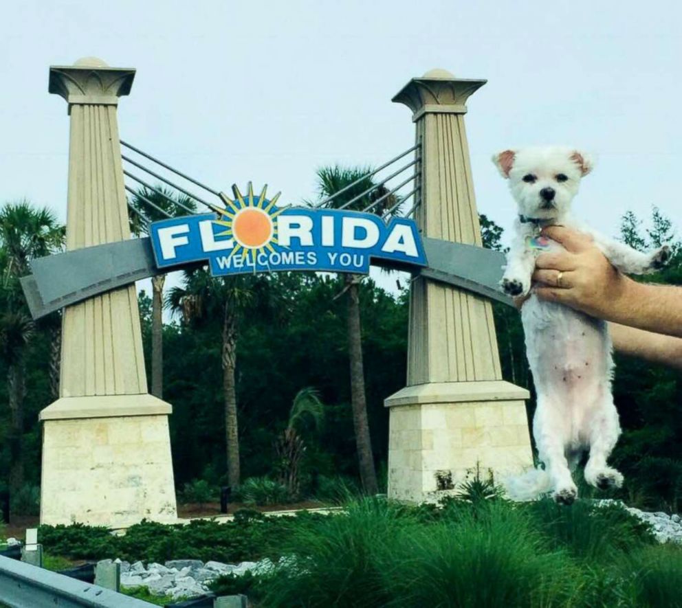 PHOTO: Bentley, a 12-year-old Maltese, poses in a photo at the Florida state line.