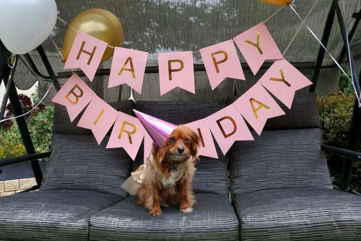 PHOTO: Frankie the Cavoodle celebrated her 1st birthday in style.