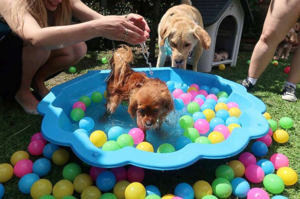 PHOTO: The elaborate 1st birthday party of course included a fun ball pit for the dogs.