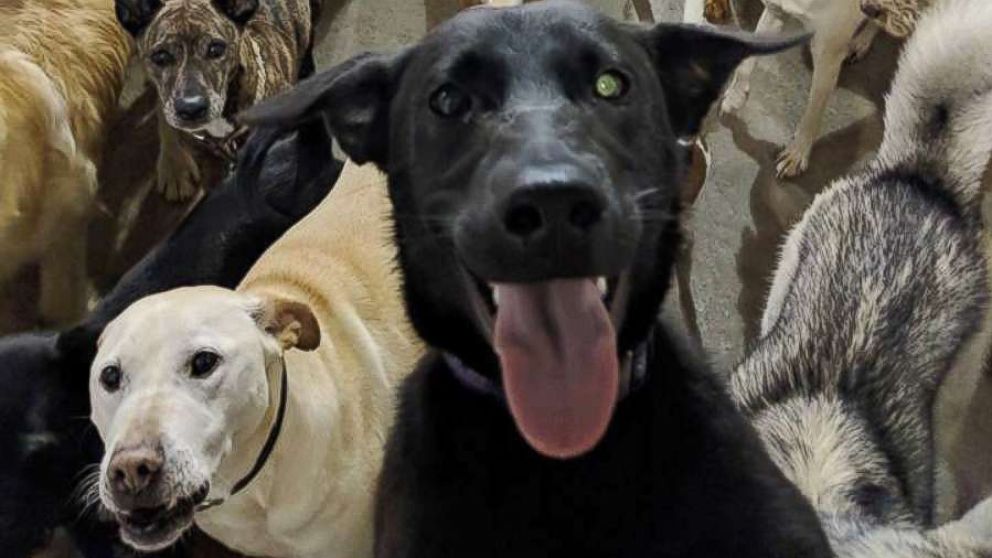 PHOTO: Dogs at a dog day care in Cincinnati pose for a group photo.