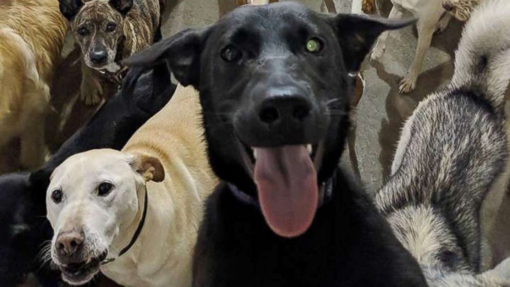 PHOTO: Dogs at a dog day care in Cincinnati pose for a group photo.