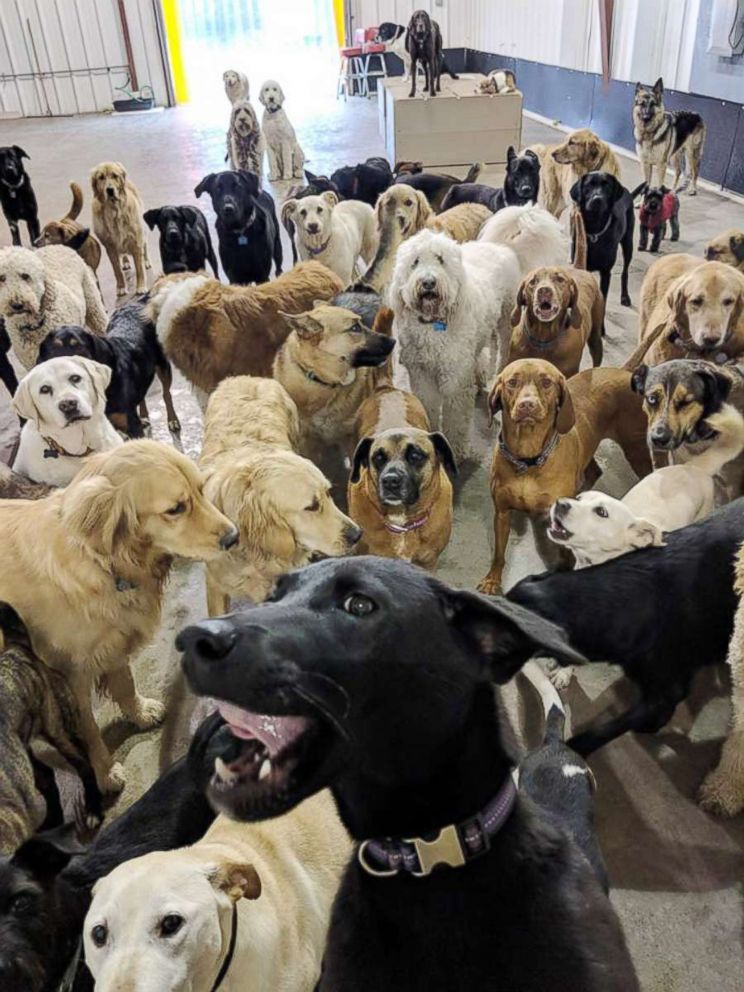 PHOTO: Dogs at a dog day care in Cincinnat look at the camera.