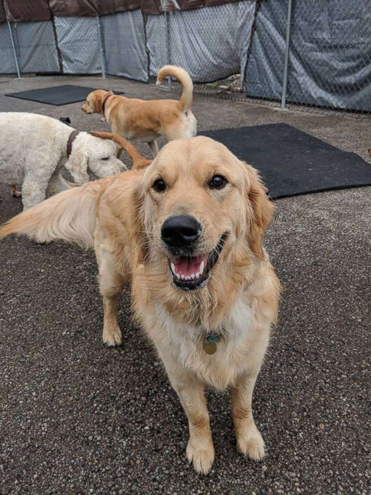 PHOTO: A dog looks at the camera at a dog day care in Cincinnati.