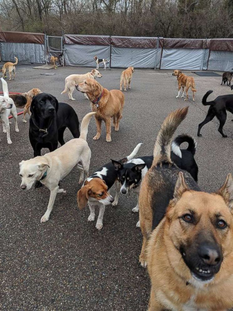 PHOTO: Dogs play at a dog day care in Cincinnati.