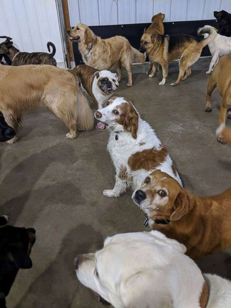 PHOTO: Dogs play outside at a dog day care in Cincinnati.