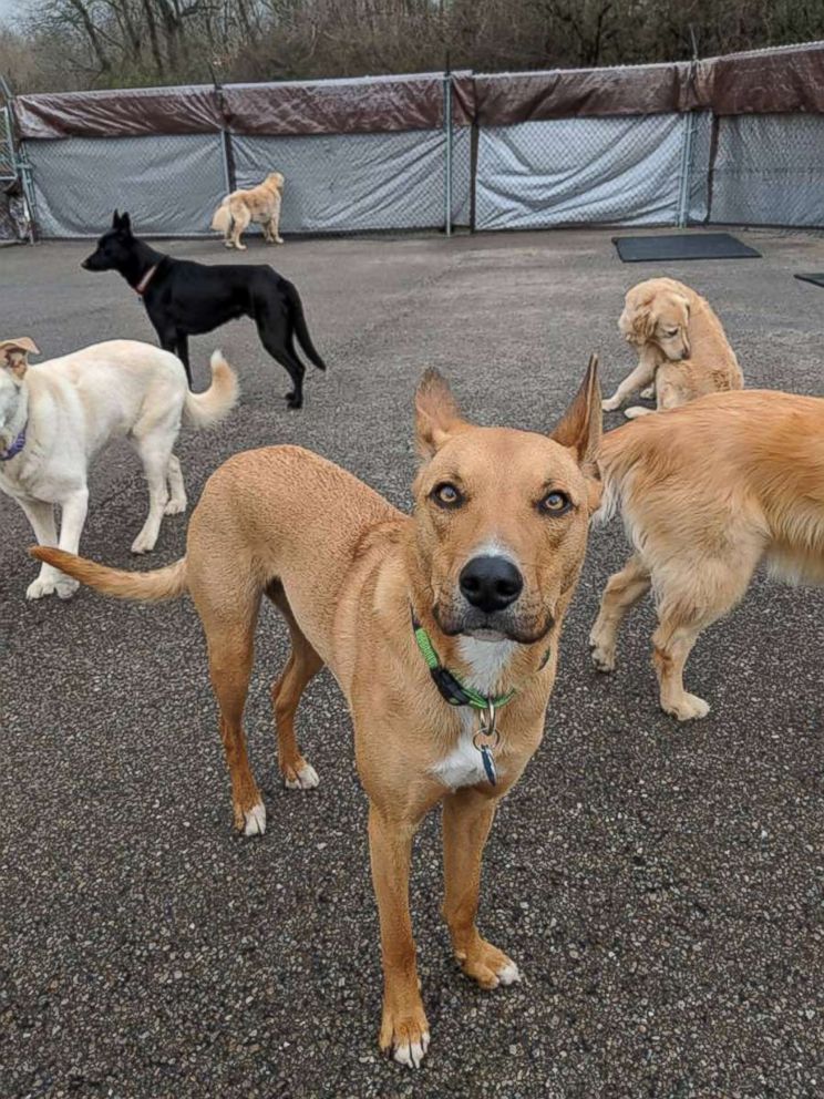 PHOTO: A dog looks at a camera at a dog day care in Cincinnati.