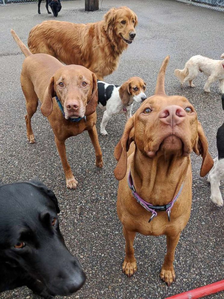 PHOTO: Dogs play outdoors at a dog day care in Cincinnati.