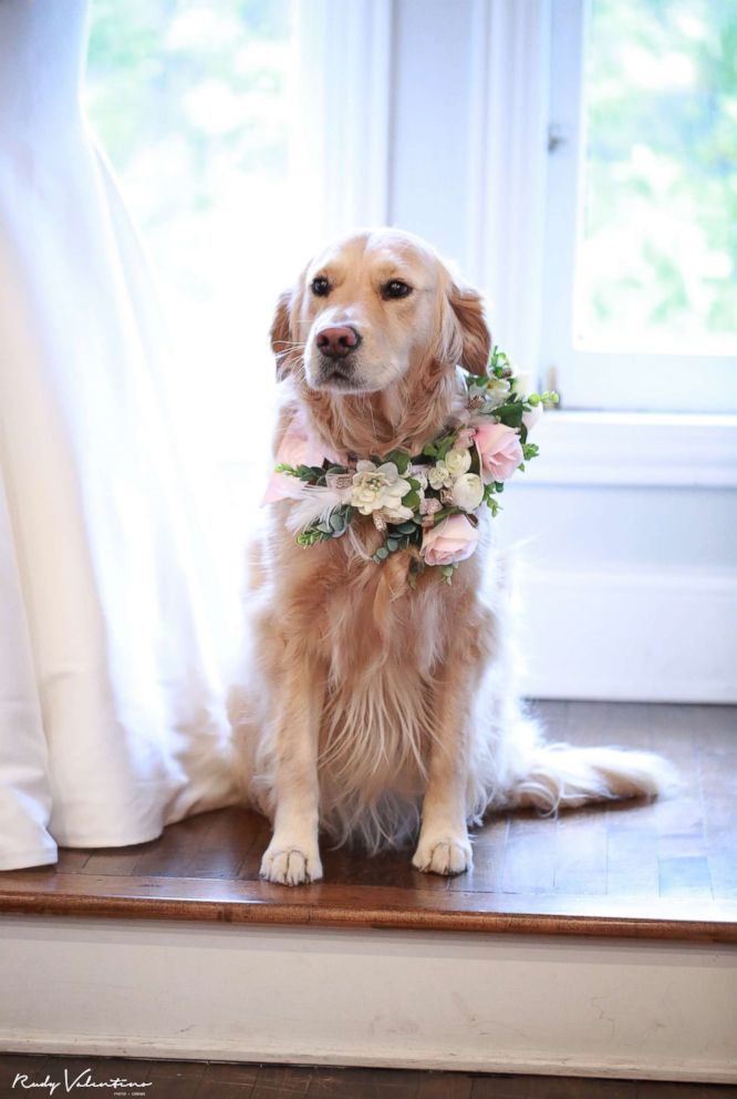 dog as flower girl in the wedding 