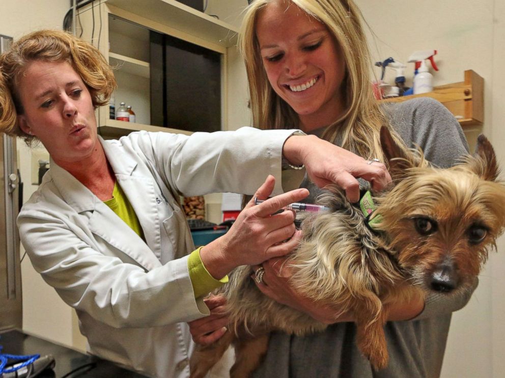 PHOTO: Kelli Fabick held her mother's Australian Silky Terrier, Zoey, as veterinarian Sarah Hormuth administered a canine flu shot, April 15, 2015.Vets and kennels were worried about a strand of canine flu infecting Midwestern states.