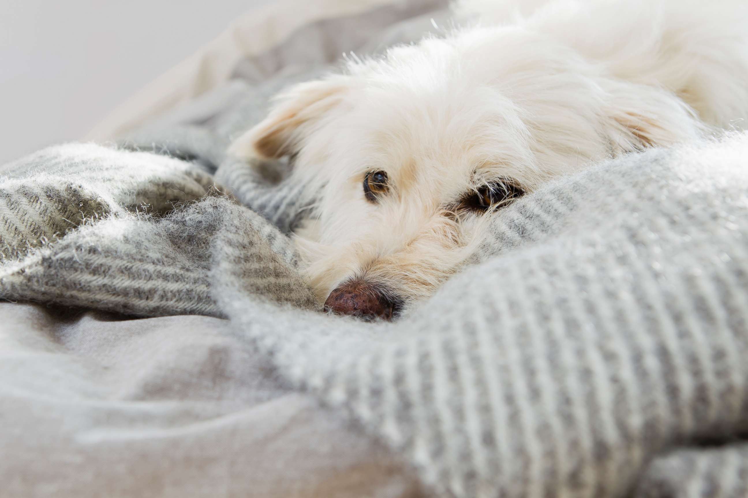 PHOTO: A dog at rest on a bed. 