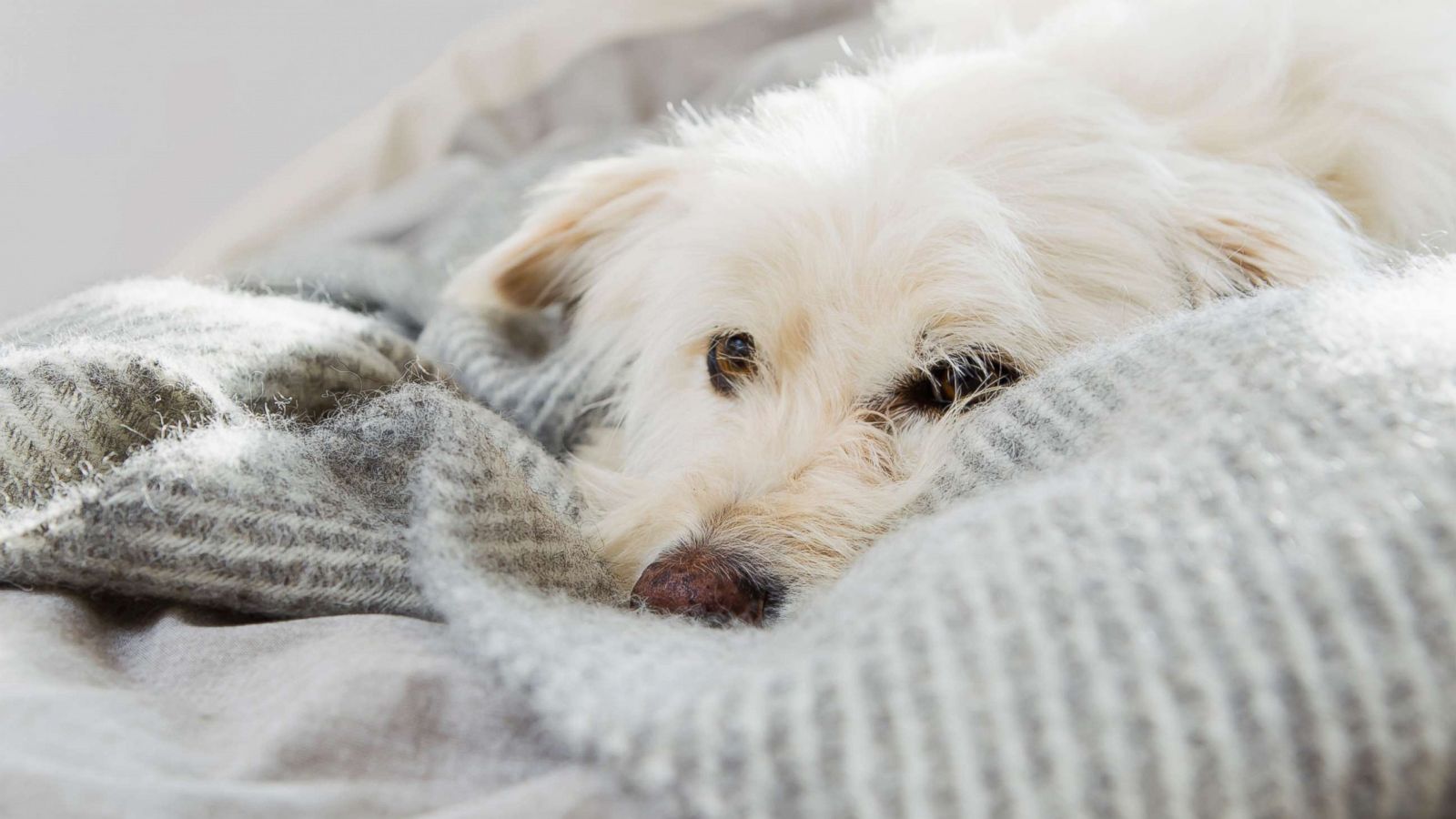 can humans get sick from dog flu