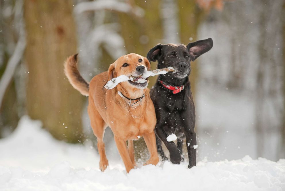 PHOTO: Dogs playing in the snow.