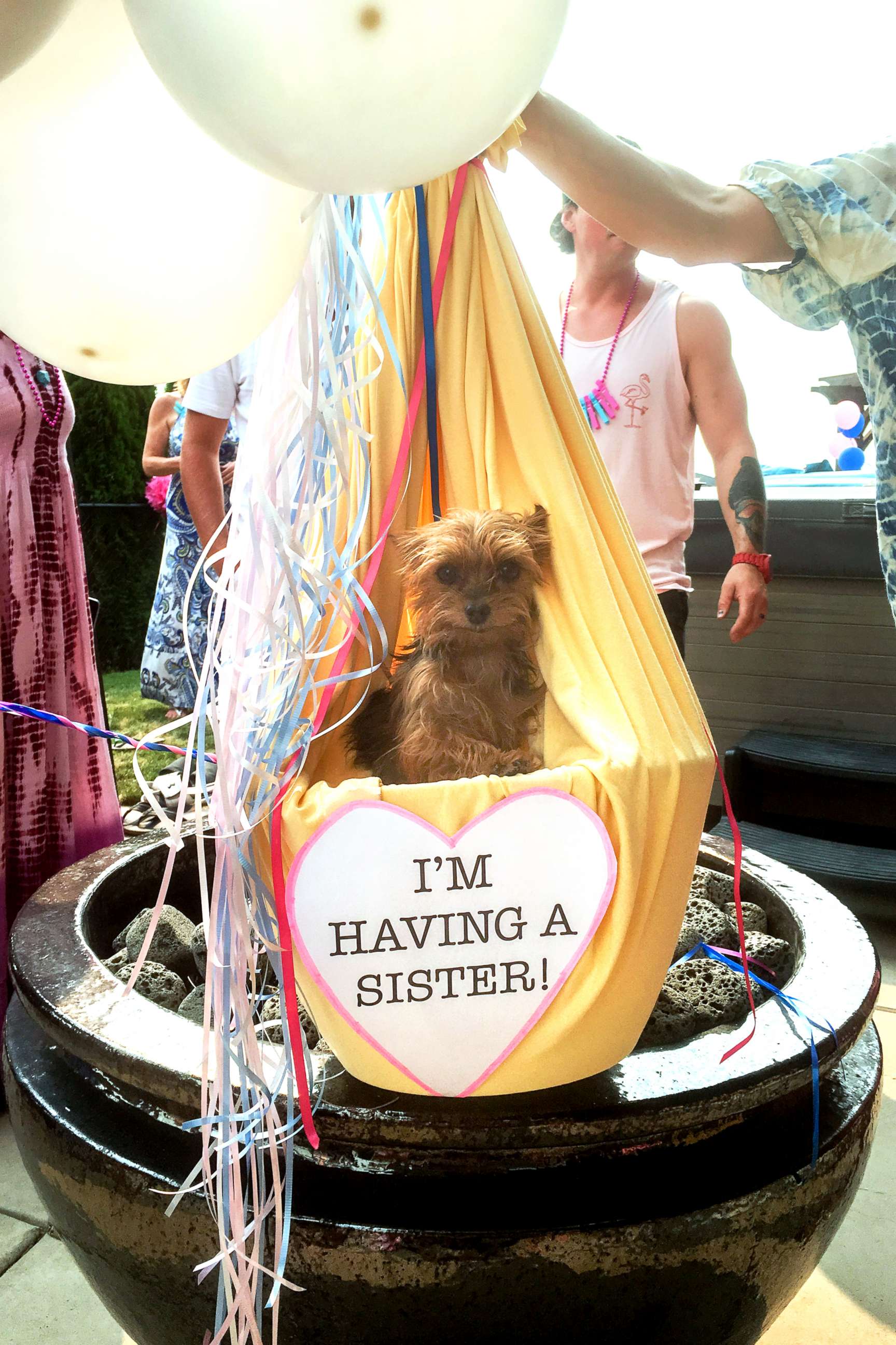 PHOTO: Brooke and Jordan's dog, Coco, appears in a basket tied to 75 balloons.