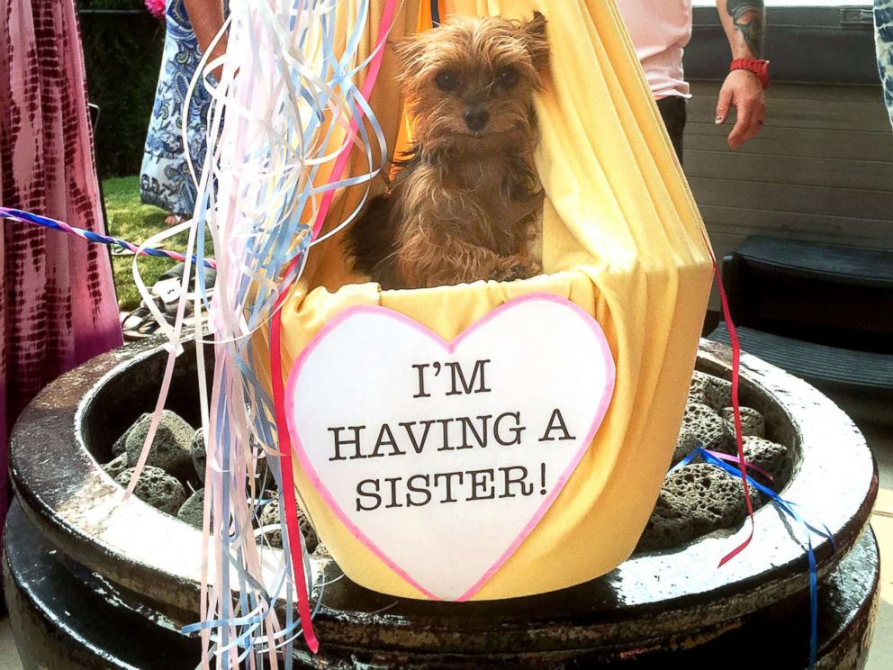 PHOTO: Brooke and Jordans dog, Coco, appears in a basket tied to 75 balloons.