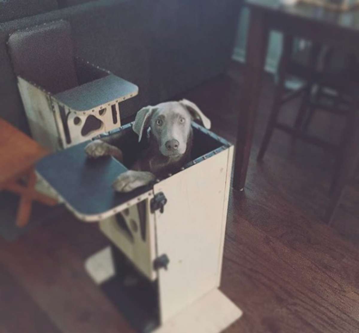 PHOTO: Tink, a 1-year-old silver Labrador who was diagnosed with an esophagus condition, uses a special high chair which keeps her vertical and allows the food to move into her stomach. 