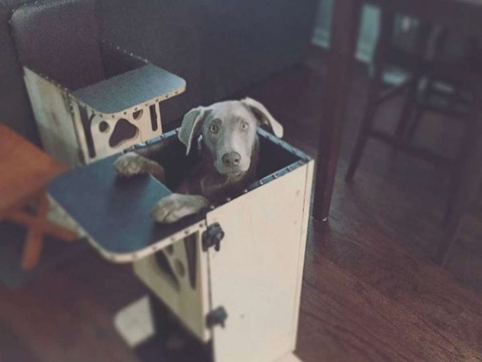 chair for dogs to eat