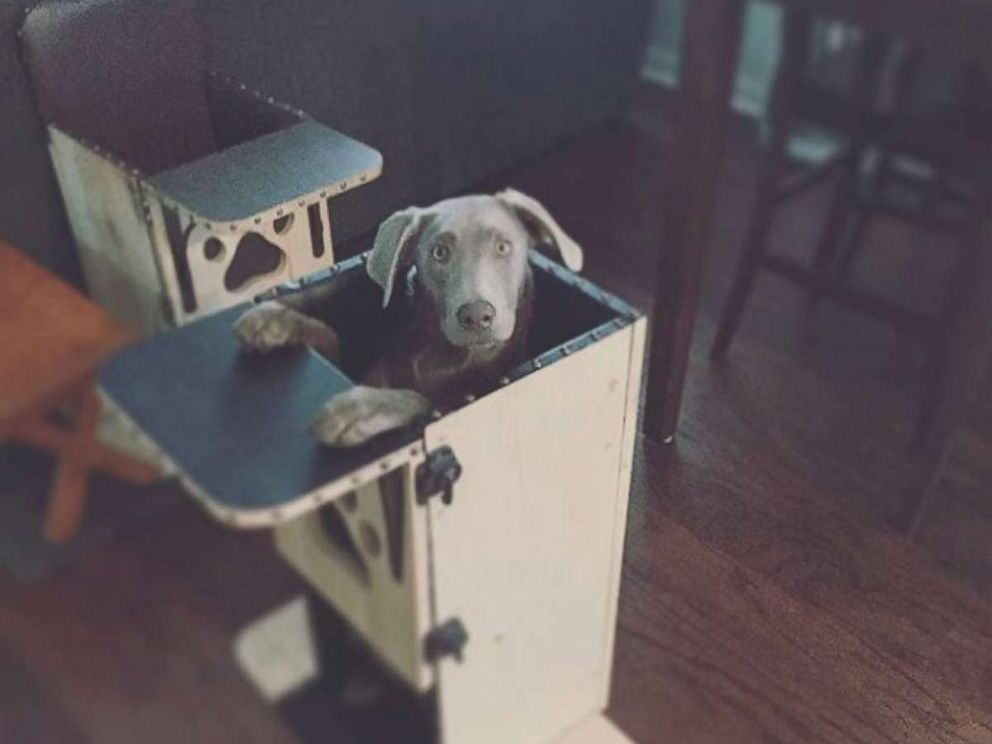 high chair dog