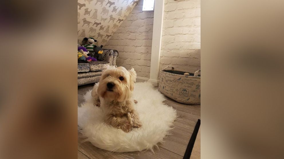 Michael McGowan created a glamorous dog den for his 3-year-old West Highland White Terrier named Molly.