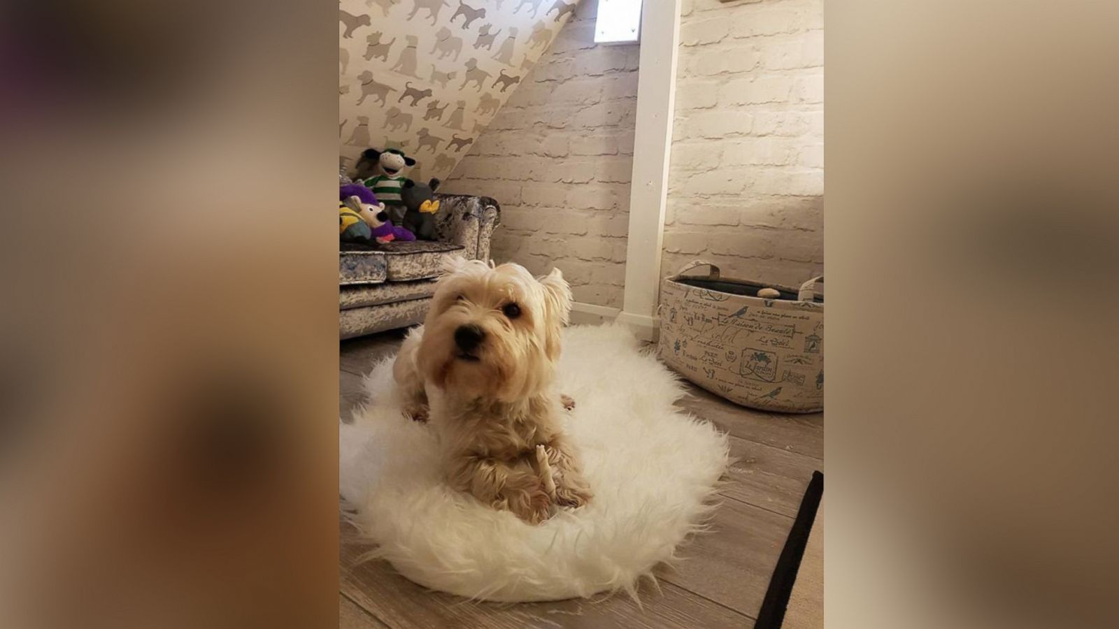 PHOTO: Michael McGowan created a glamorous dog den for his 3-year-old West Highland White Terrier named Molly.