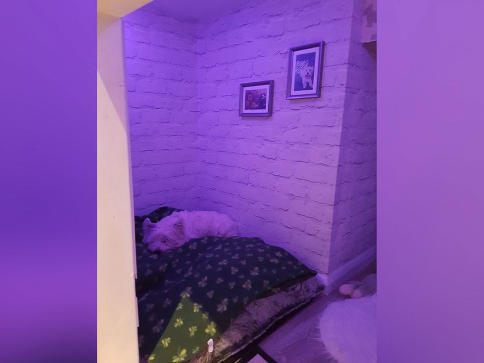 PHOTO: Mollys dog den comes with mood lighting.