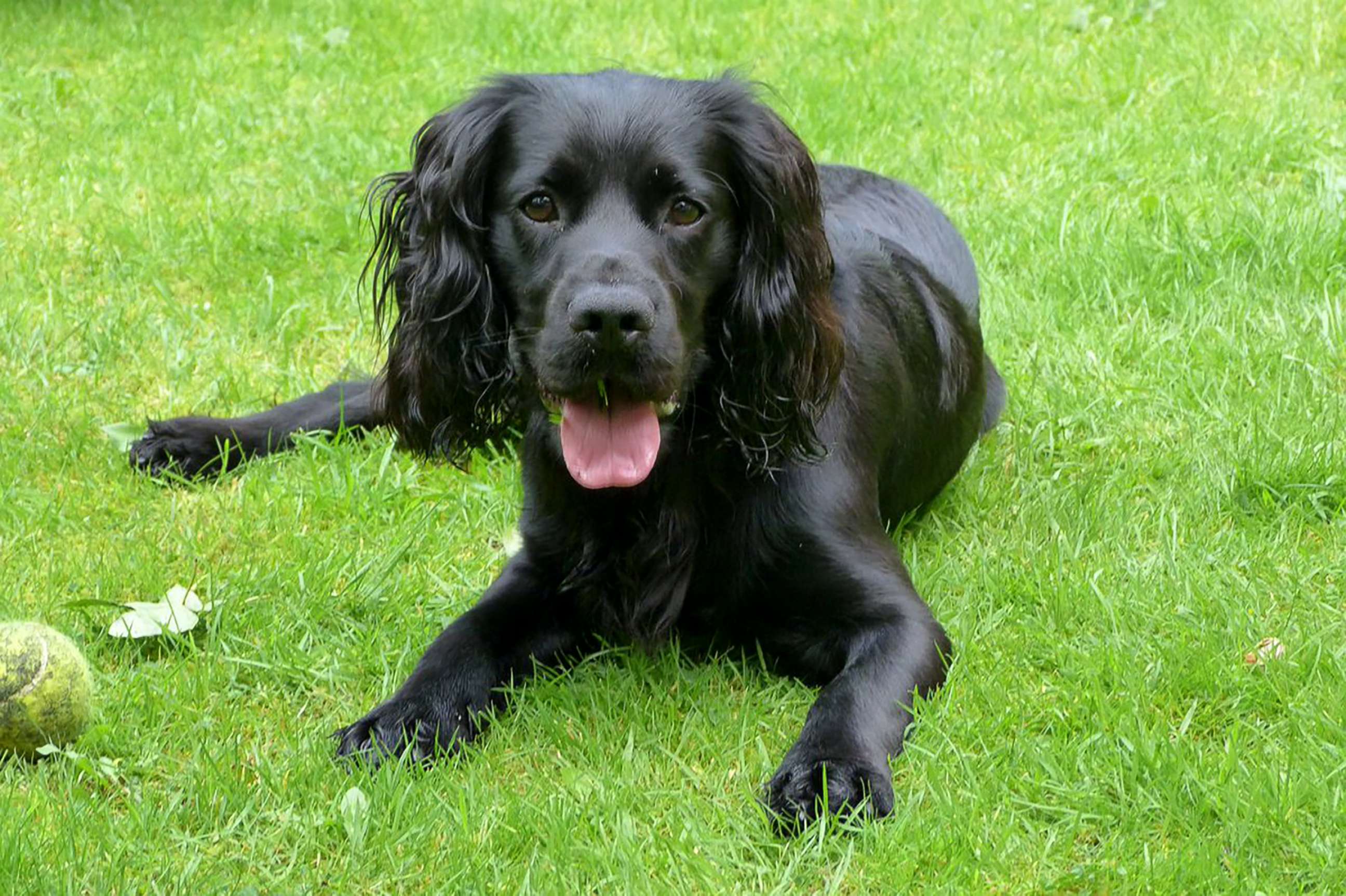 PHOTO: Truffle, an 18-month-old working cocker spaniel, living in York, U.K., has gone viral on Twitter on Nov. 30, 2017.