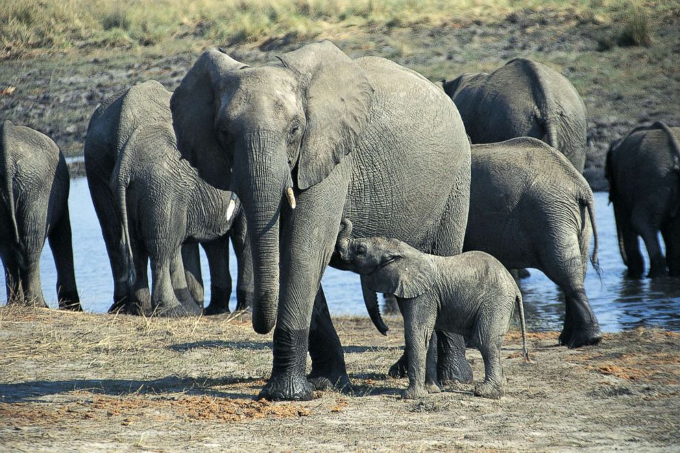 PHOTO: An elephant and her calf.