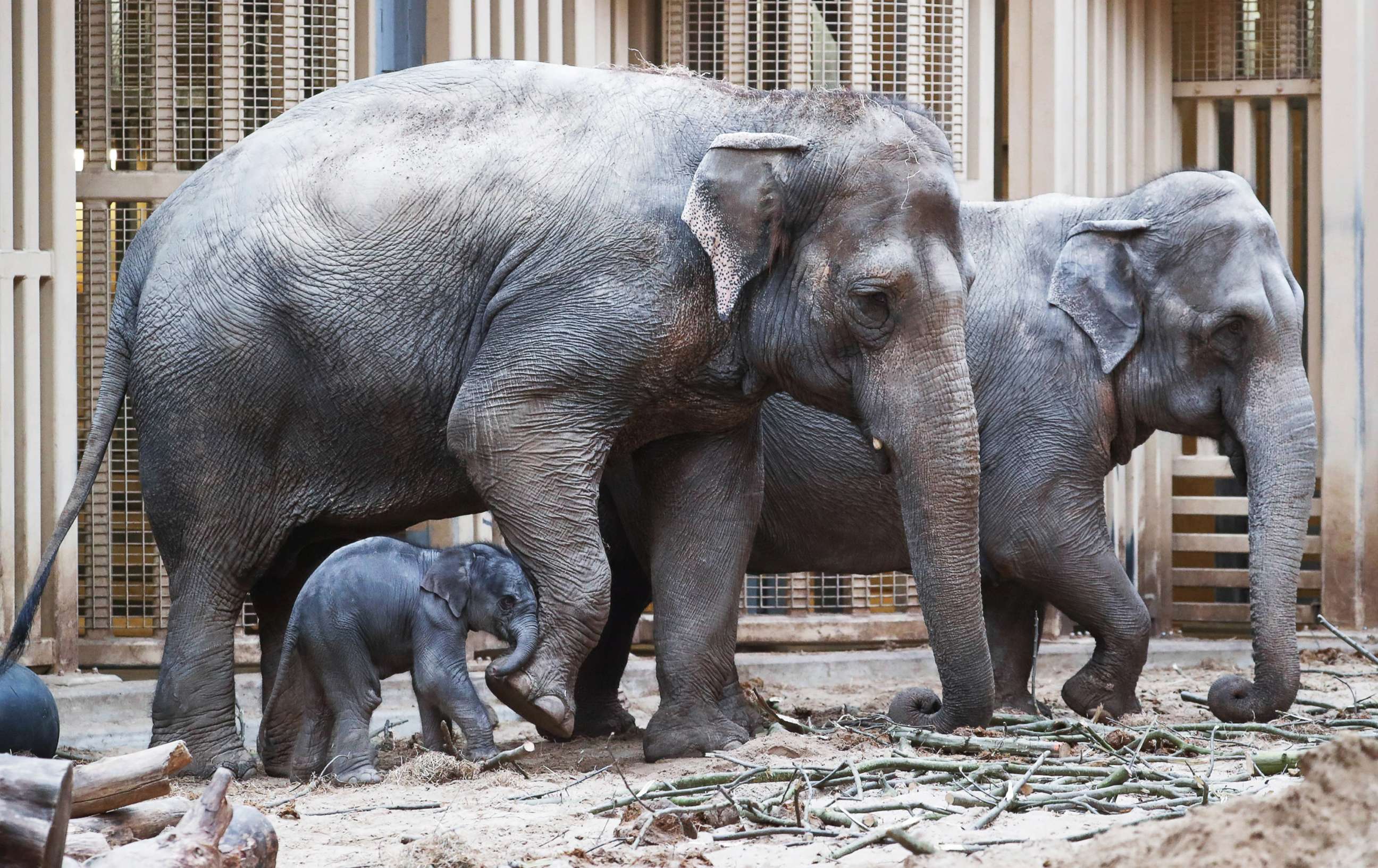 Рождение слоника. Слоненок.