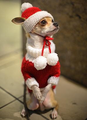 Animals Celebrating Christmas Photos - ABC News