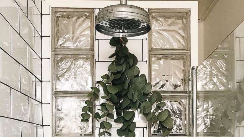 Eucalyptus is the latest wellness trend: How to use the spa secret in ...