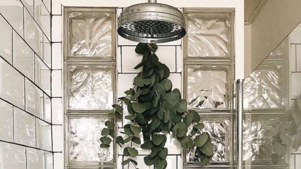 PHOTO:Eucalyptus in showers is a hot trend on Instagram and Pinterest.