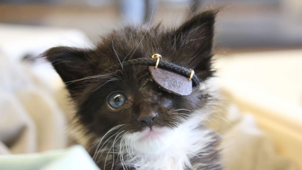Rescue kitten gets mini eye patch after infection: 'He's a fighter' - ABC  News
