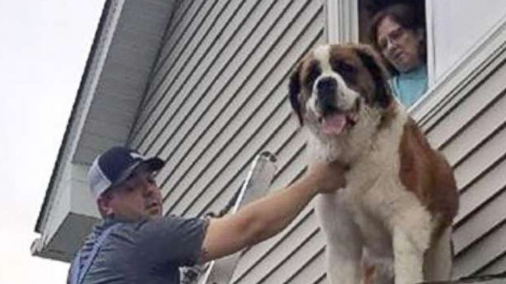 PHOTO: A 180-pound Saint Bernard named Whiskey was rescued by the fire department from the roof of his Minnesota home.