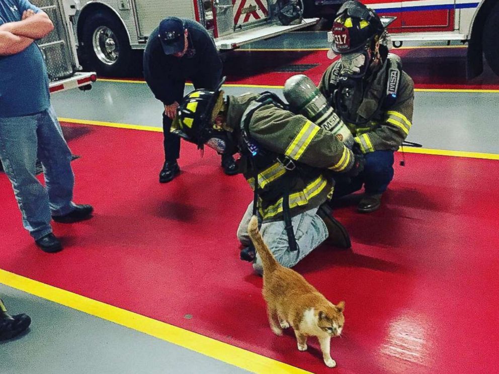 PHOTO: The firefighters at Belmont Fire Department in Greenville, S.C., said Flame the cat is therapeutic for them.