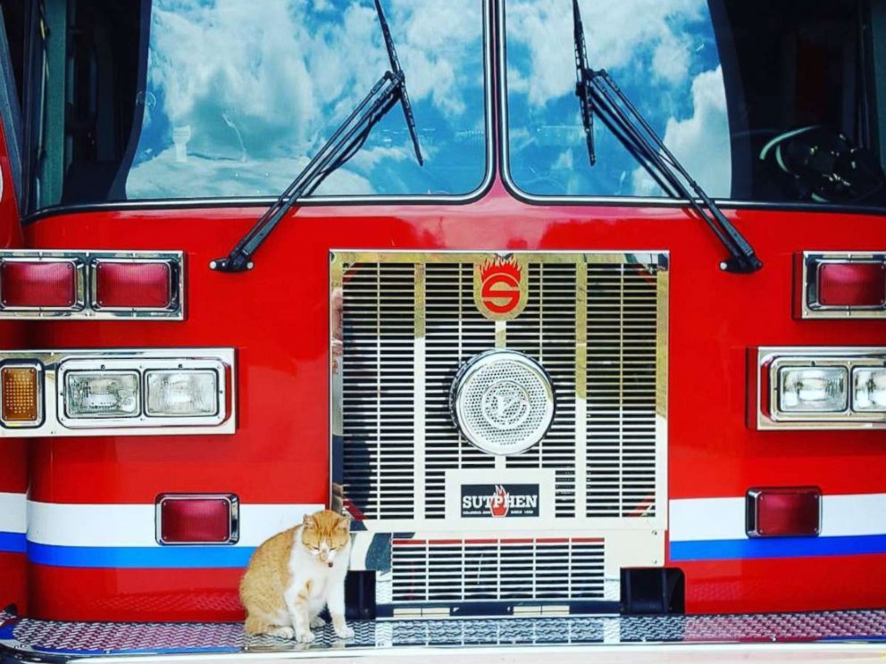 PHOTO: The firefighters at Belmont Fire Department in Greenville, S.C., said Flame the cat is therapeutic for them.