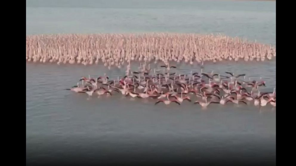 Soothing sight of flamingos Video - ABC News