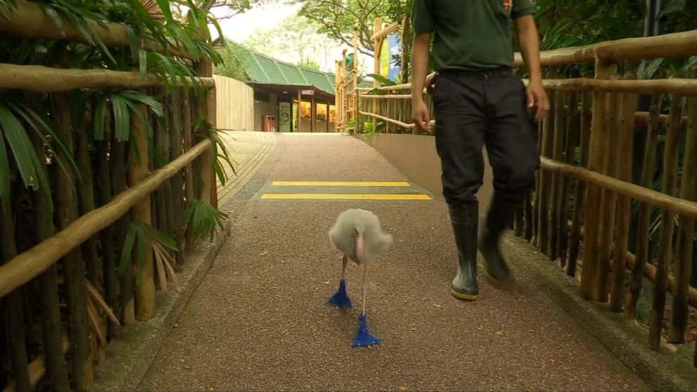 PHOTO: A baby flamingo took a stroll through the grounds of Singapore's Jurong Bird Park today armed with a pair of booties to protect his feet.