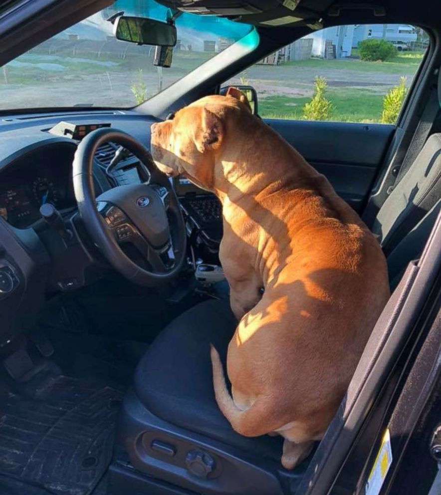 PHOTO: Texarkana Texas Police Officer Travis Frost made a new furry friend before calling animal control to help find the dog's owner.