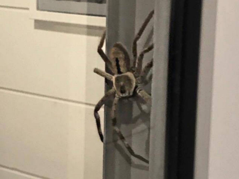 vokal ven sikkert Hauntingly huge huntsman spider perches on window of Australian house - ABC  News