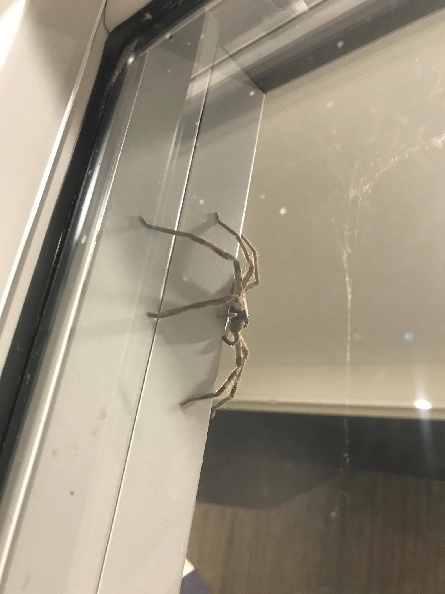 PHOTO: Lauren Ansell spotted this giant spider on her home's window in Mount Coolum, Queensland, Australia.